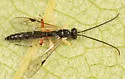 Scambus vesicarius