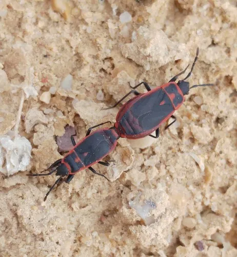 Redtrim Bug