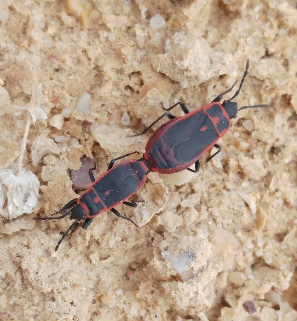 Redtrim Bug - photo 2
