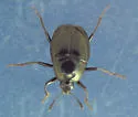 Scaphidium piceum