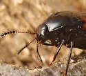 Scaphidium quadriguttatum - photo 3