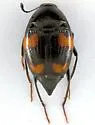 Scaphidium quadriguttatum - photo 4