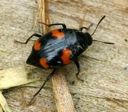 Scaphidium quadrimaculatum