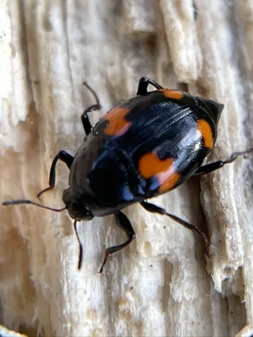 Scaphidium quadrimaculatum - photo 2