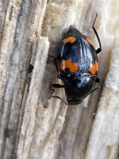 Scaphidium quadrimaculatum - photo 3