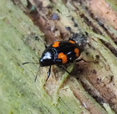 Scaphidium quadrimaculatum - photo 4