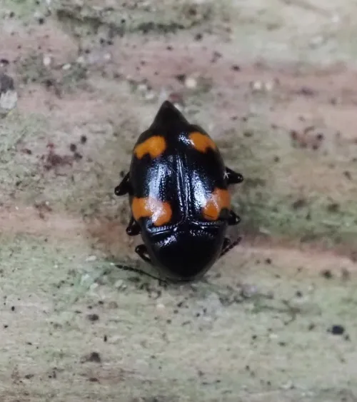 Scaphidium quadrimaculatum - photo 5