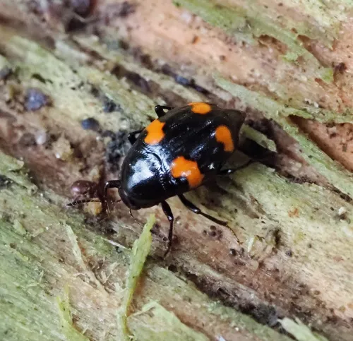 Scaphidium quadrimaculatum - photo 7