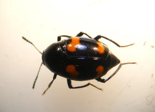 Scaphidium quadrimaculatum - photo 8