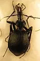 Scaphinotus aeneicollis