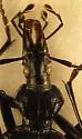 Scaphinotus aeneicollis - photo 2