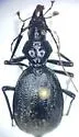 Scaphinotus behrensi