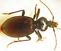 Scaphinotus bilobus