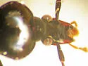 Scaphinotus bilobus - photo 2