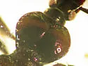 Scaphinotus bilobus - photo 3