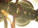 Scaphinotus bilobus - photo 5