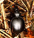 Scaphinotus bullatus