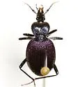 Scaphinotus cavicollis - photo 2
