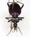 Scaphinotus cavicollis - photo 3
