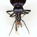 Scaphinotus cavicollis - photo 4
