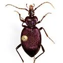 Scaphinotus cavicollis - photo 5