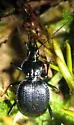 Scaphinotus cordatus - Scaphinotus cordatus