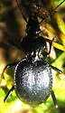 Scaphinotus cordatus - photo 2
