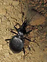 Scaphinotus cordatus - photo 4