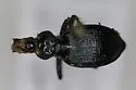 Scaphinotus cordatus - photo 5