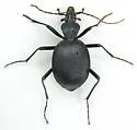 Scaphinotus crenatus - Scaphinotus crenatus