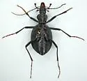 Scaphinotus crenatus - photo 2