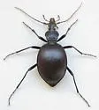 Scaphinotus crenatus - photo 4