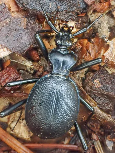 Ridged Snail-eating Beetle - photo 2