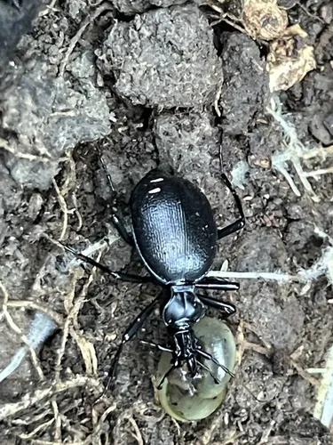Ridged Snail-eating Beetle - photo 4