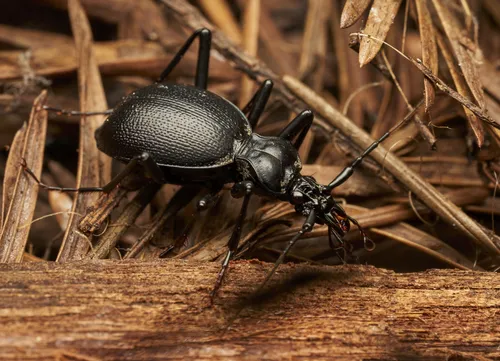Ridged Snail-eating Beetle - photo 5