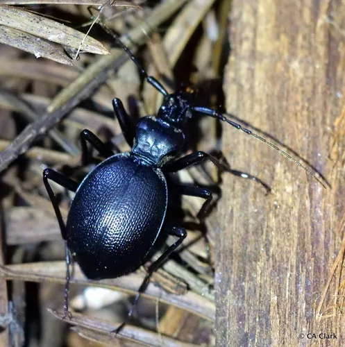Ridged Snail-eating Beetle - photo 7