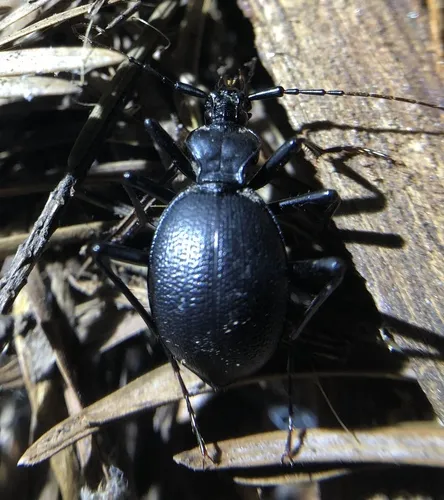 Ridged Snail-eating Beetle - photo 8