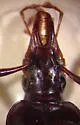 Scaphinotus debilis - photo 5