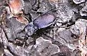 Eastern Snail Eater - photo 3