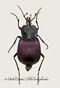 Eastern Snail Eater - photo 4