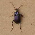 Scaphinotus fissicollis - photo 2