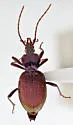 Scaphinotus fissicollis - photo 3