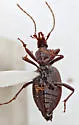 Scaphinotus fissicollis - photo 4