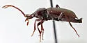 Scaphinotus fissicollis - photo 5