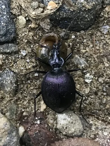 Scaphinotus guyotii - Scaphinotus guyotii