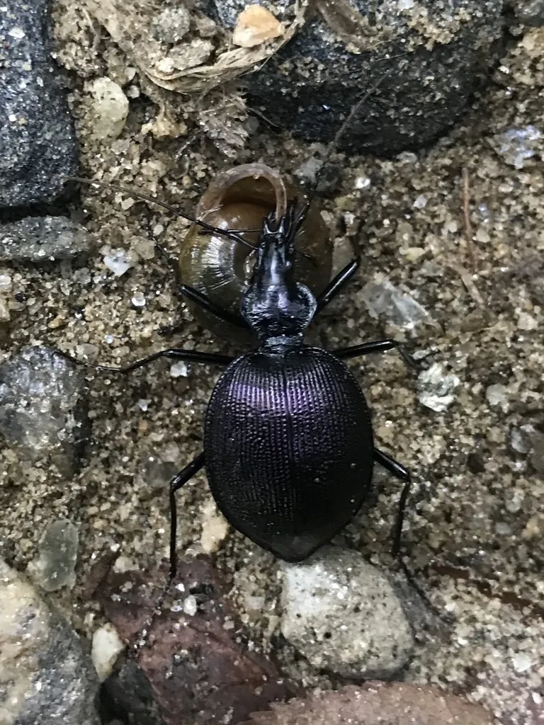 Scaphinotus guyotii - photo 2