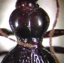Scaphinotus hubbardi - photo 2