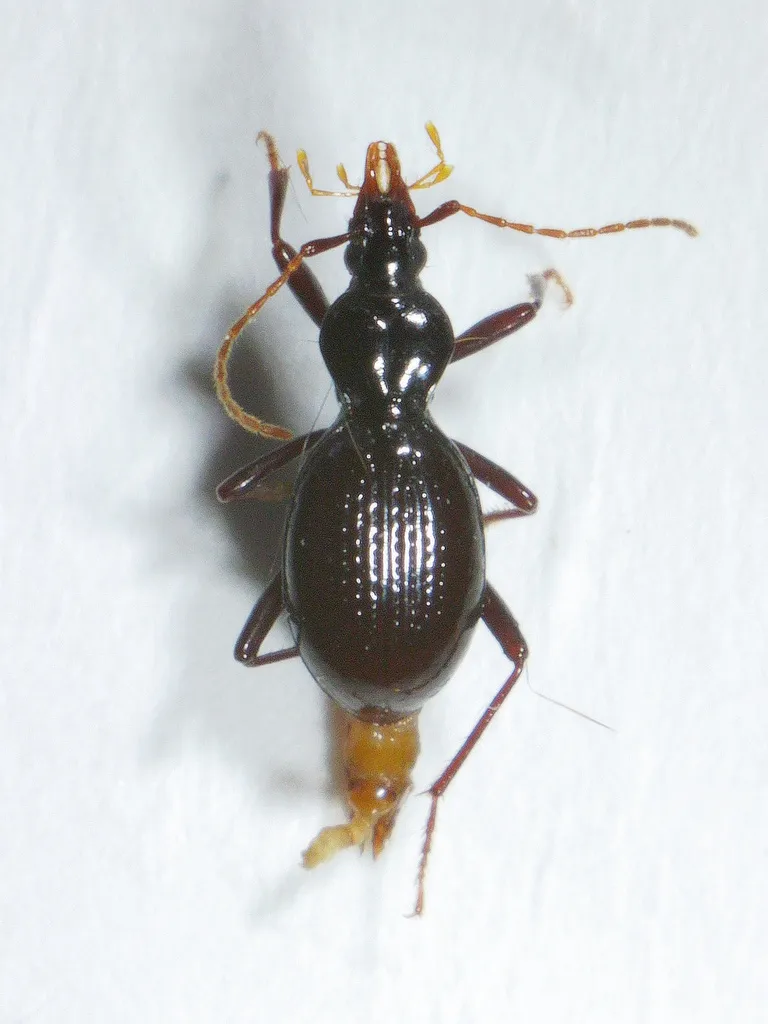 Scaphinotus imperfectus - photo 2