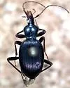 Scaphinotus infletus - Scaphinotus infletus