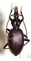 Scaphinotus infletus - photo 2